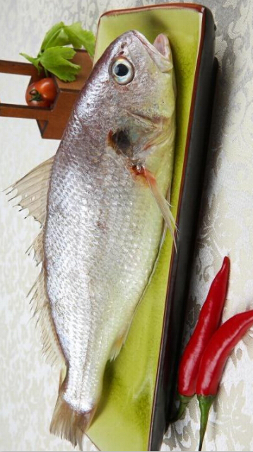 優(yōu)質(zhì)白姑魚黃花魚純野生東海捕撈海鮮