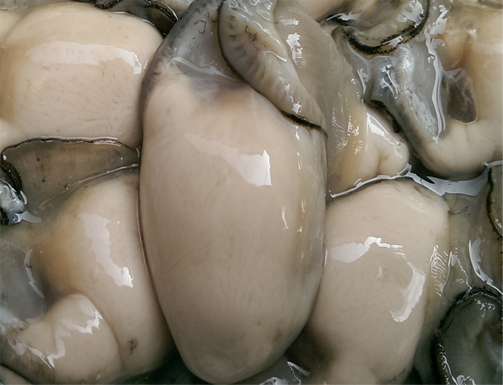 現(xiàn)剝新鮮牡蠣肉生蠔肉 海蠣子 海鮮水產(chǎn)品貝類500g 廣東三斤包郵