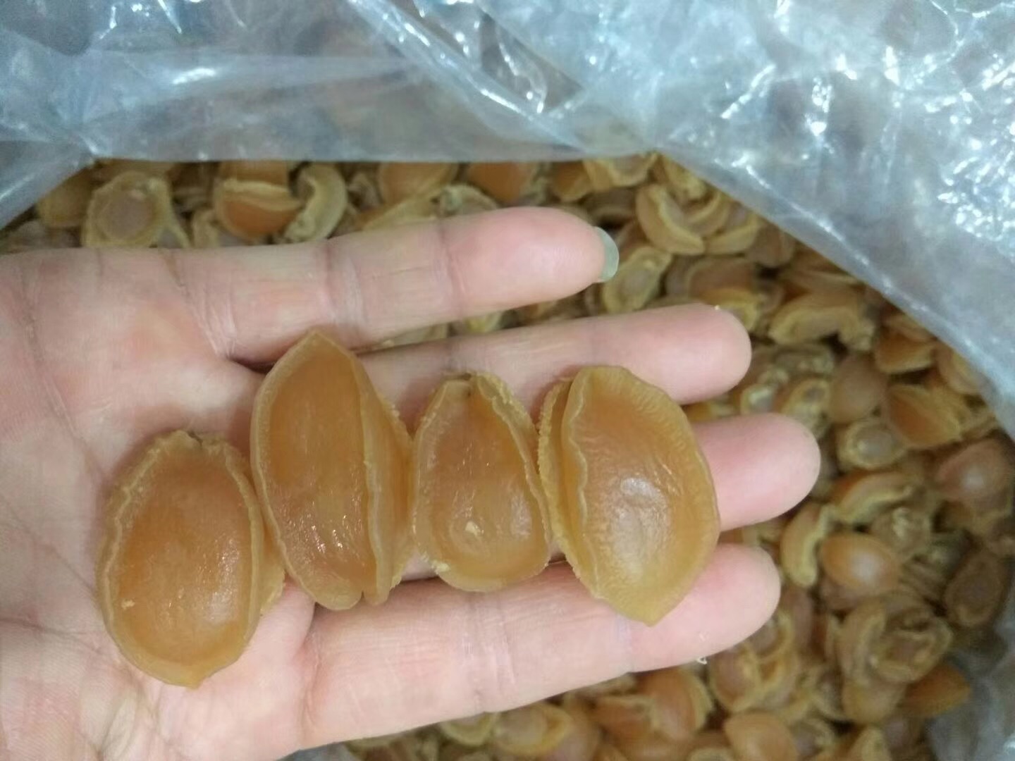 汕尾特產(chǎn)靚靚100頭鮑魚干海鮮干貨500G