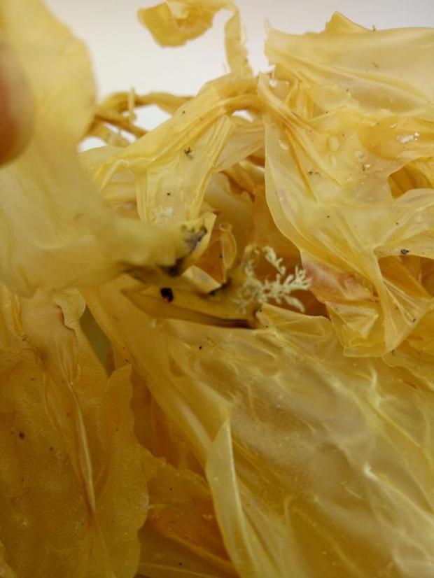 潮汕養(yǎng)胃 野生佛祖菜 油菜 佛手菜 面菜 赤菜包郵汕尾特產(chǎn)50克