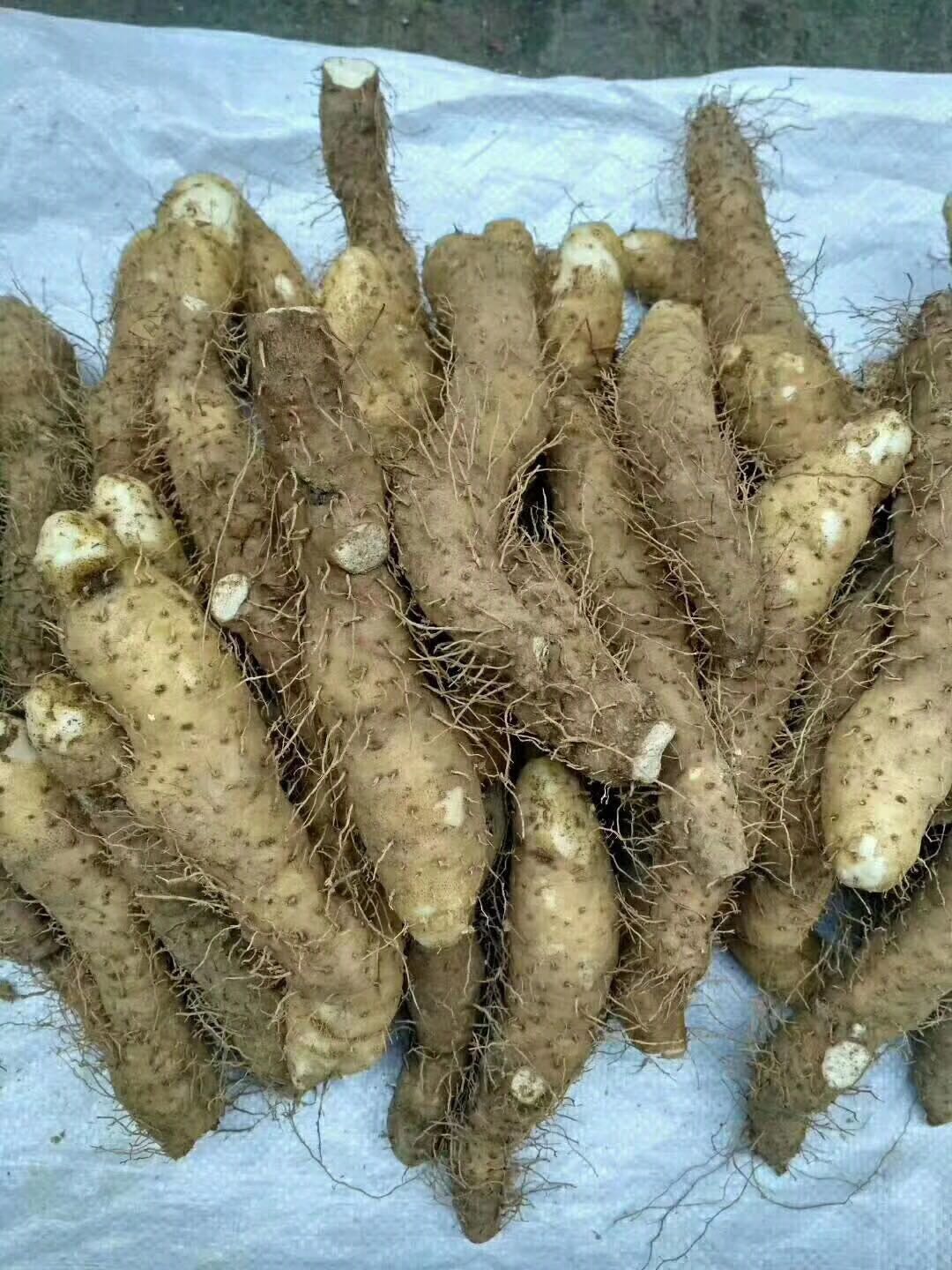 甲子特產小吃，姜薯500g