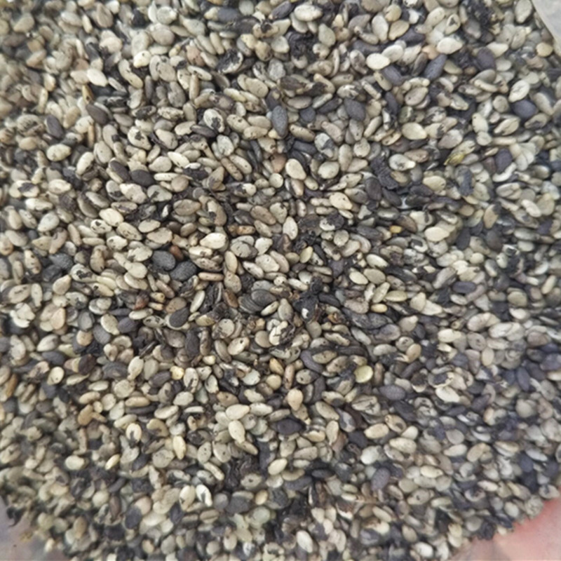 汕尾特產(chǎn)海陸豐特產(chǎn)生芝麻 擂咸茶配料 手工洗黑芝麻1斤裝 生油麻