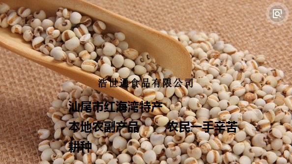 汕尾特產(chǎn)-薏米 薏米骨頭湯用料 海豐最愛(ài) 洗選精選薏米 精細(xì)