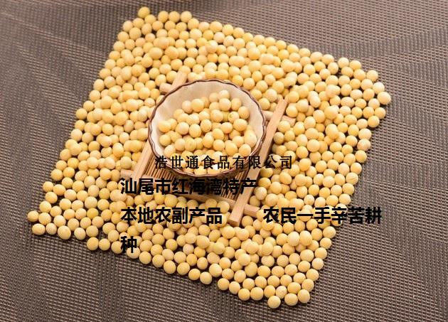 汕尾特產(chǎn)-黃豆 農(nóng)民自種黃豆 海豐 紅海灣自種的黃豆 豆?jié){元料