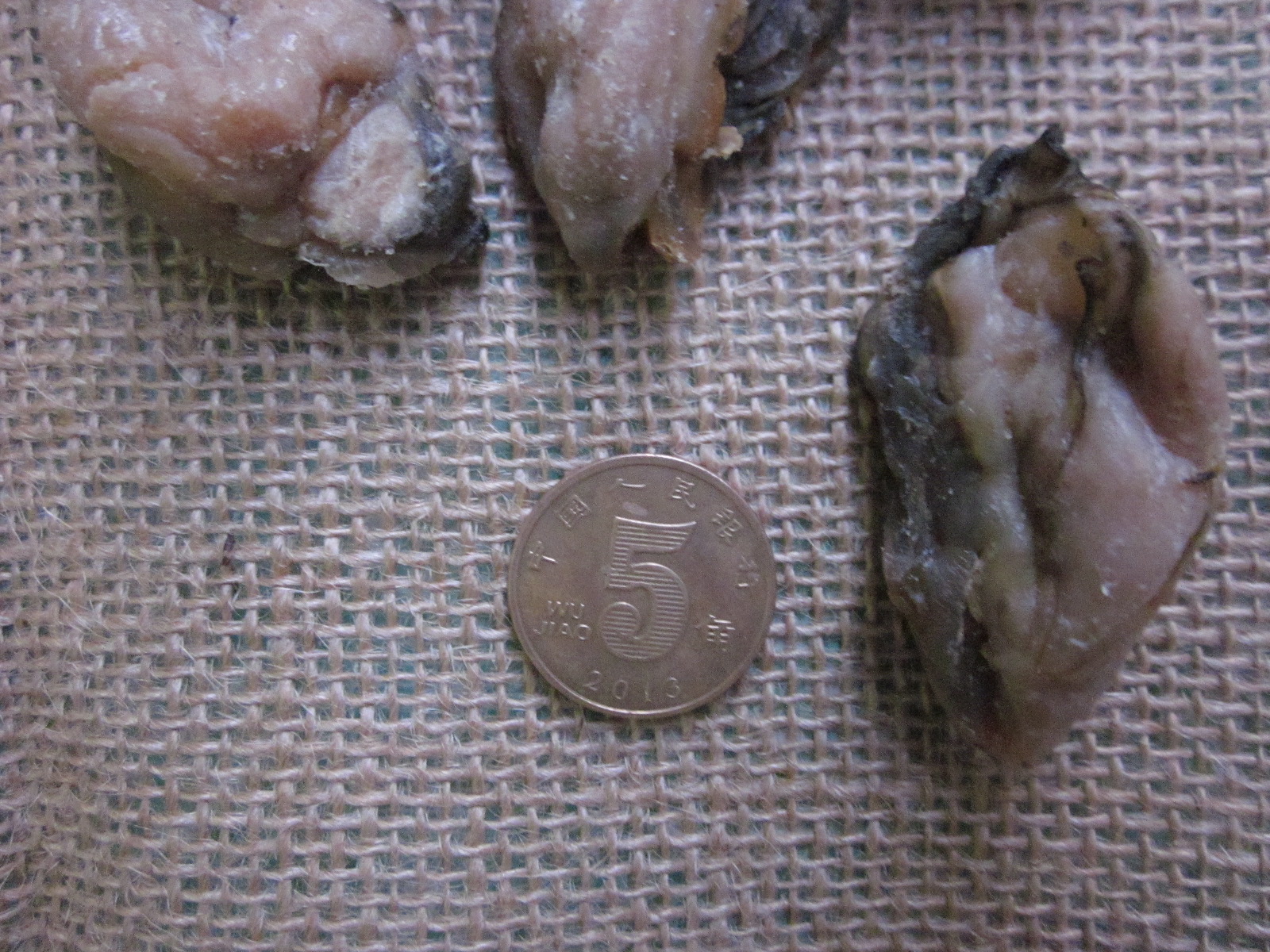 汕尾本地特產(chǎn)海鮮干貨海蠣干蠔豉生蠔干牡蠣肉干500g包郵