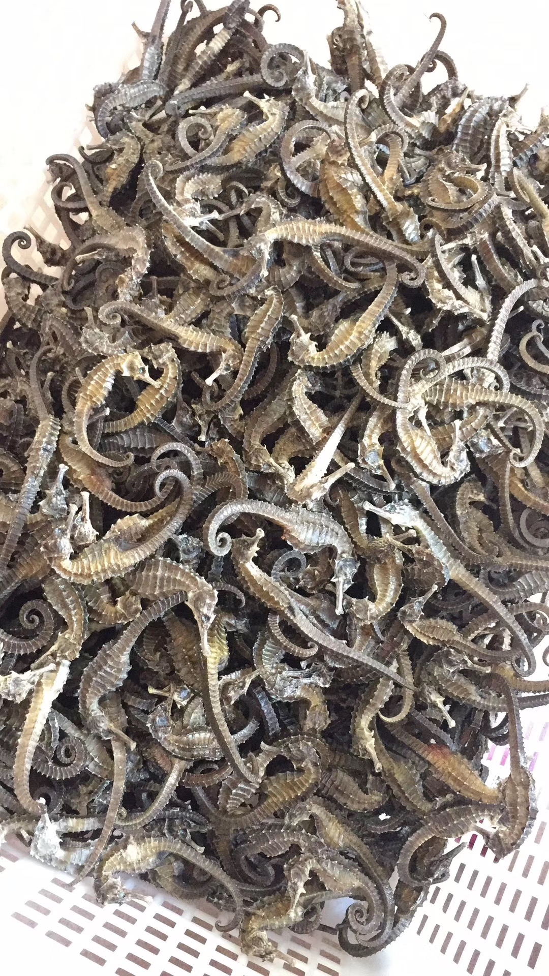 汕尾海馬干貨500g 廣東潮汕特產(chǎn)地方特色年貨中藥材泡酒料煲湯料
