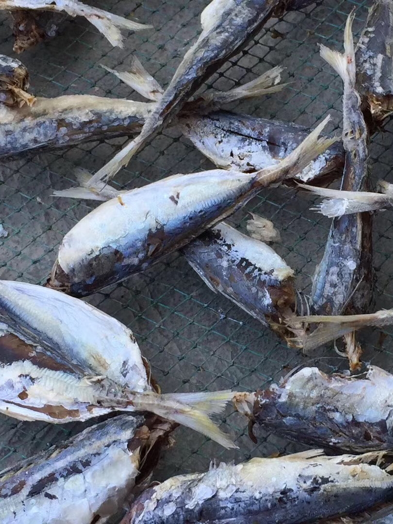 汕尾巴浪魚干整箱裝10斤/箱 廣東潮汕特產(chǎn)地方特色年貨漁家自曬