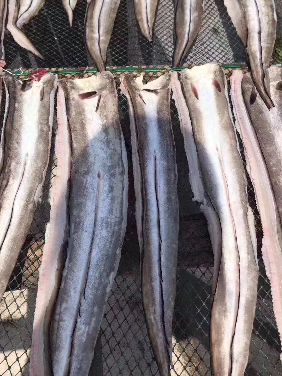 汕尾小鰻魚干500g廣東潮汕特產(chǎn)地方特色年貨小吃漁家自曬本港干貨