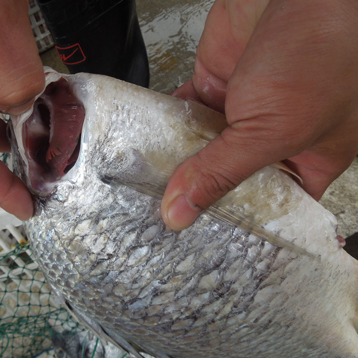 直播汕尾特產(chǎn)海鮮野生海黃鰭鯛魚黃腳立赤翅黃立膠辣魚1份1斤順豐