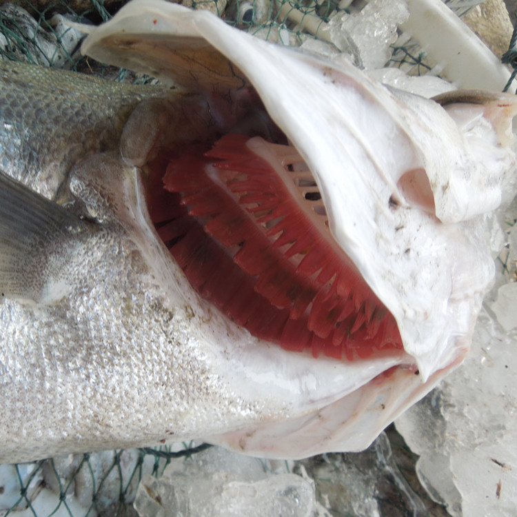 直播汕尾特產(chǎn)馬宮本港海鮮深海魚野生海魚大鱸魚1份1斤500克順豐