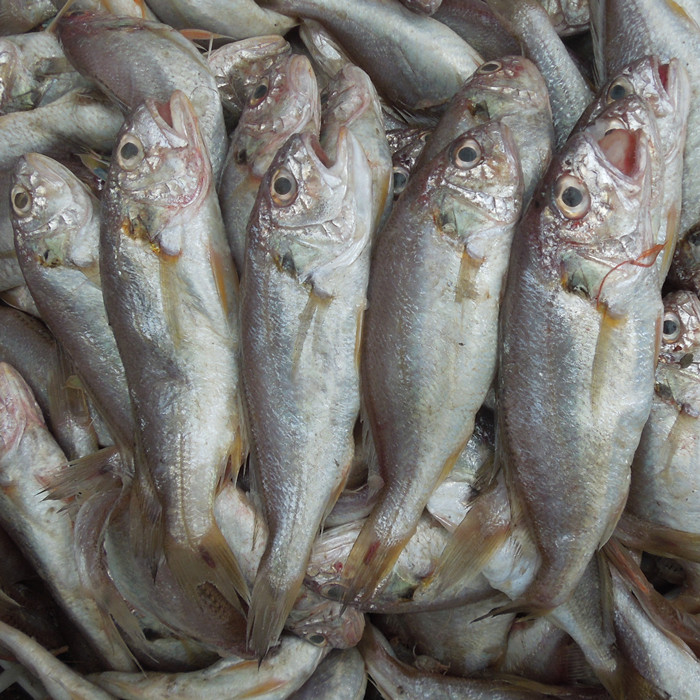 汕尾馬宮特產(chǎn)海鮮野生海魚小黃魚黃花魚1份1斤直播間海鮮
