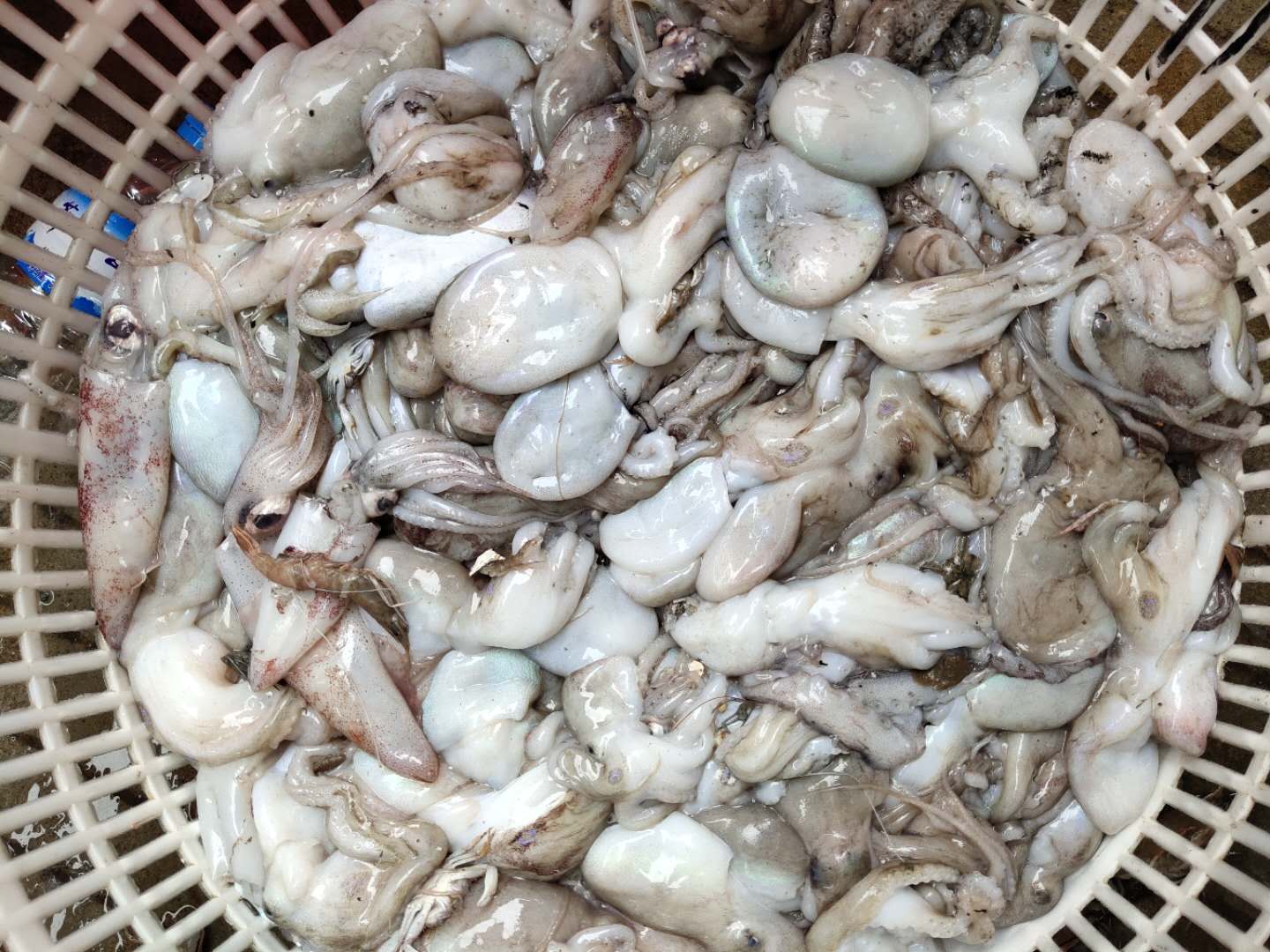 直播汕尾特產(chǎn)馬宮本港海鮮野生八爪魚1份1斤500克順豐
