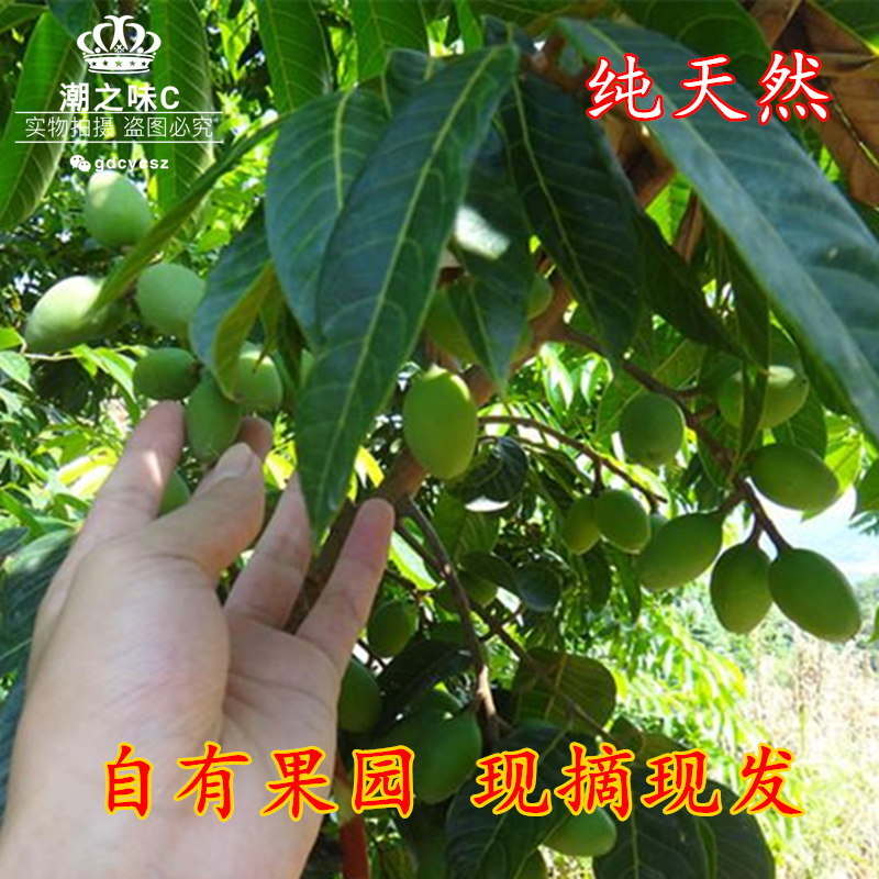 潮汕特產(chǎn)甘香黃橄欖 新鮮生青果 新鮮生橄欖 現(xiàn)摘現(xiàn)發(fā)橄欖包郵
