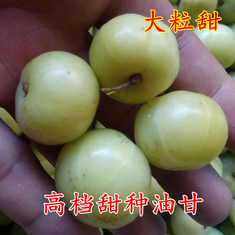 潮汕甜種油甘子 大粒甜酸澀度低 新鮮余甘子滇橄欖油柑果500g包郵