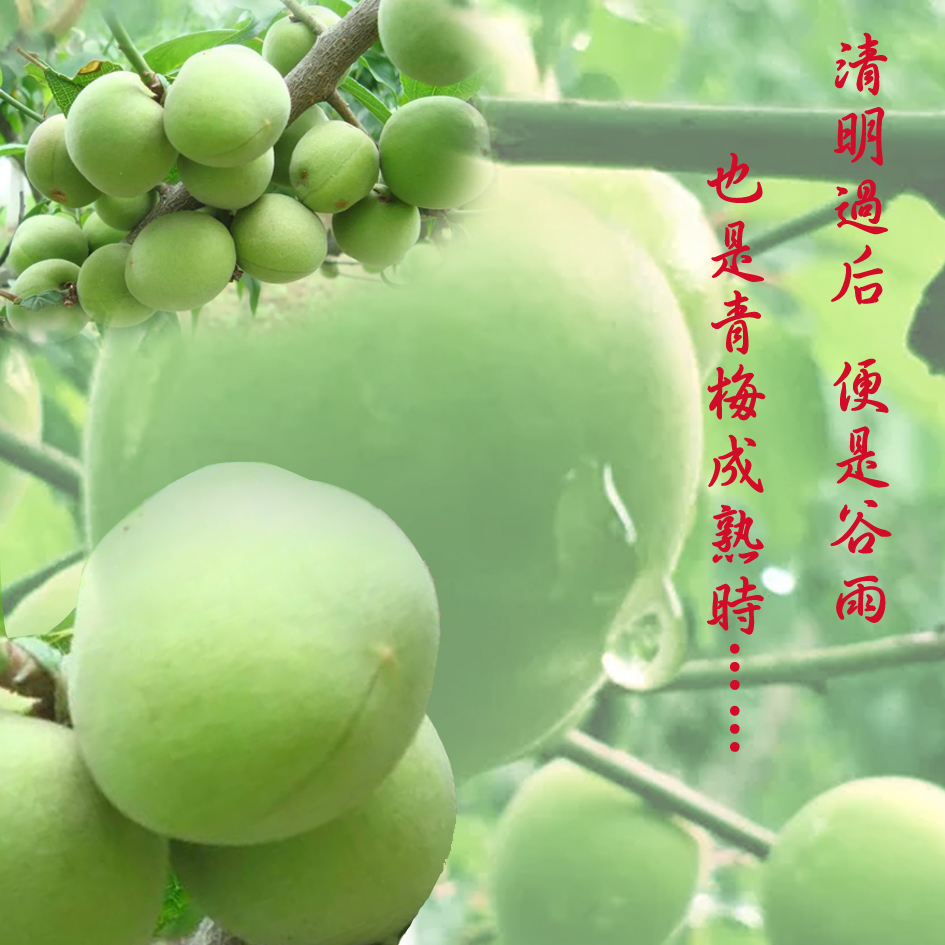 梅峰食品系列香蜜梅潮汕風(fēng)味梅子休閑食品