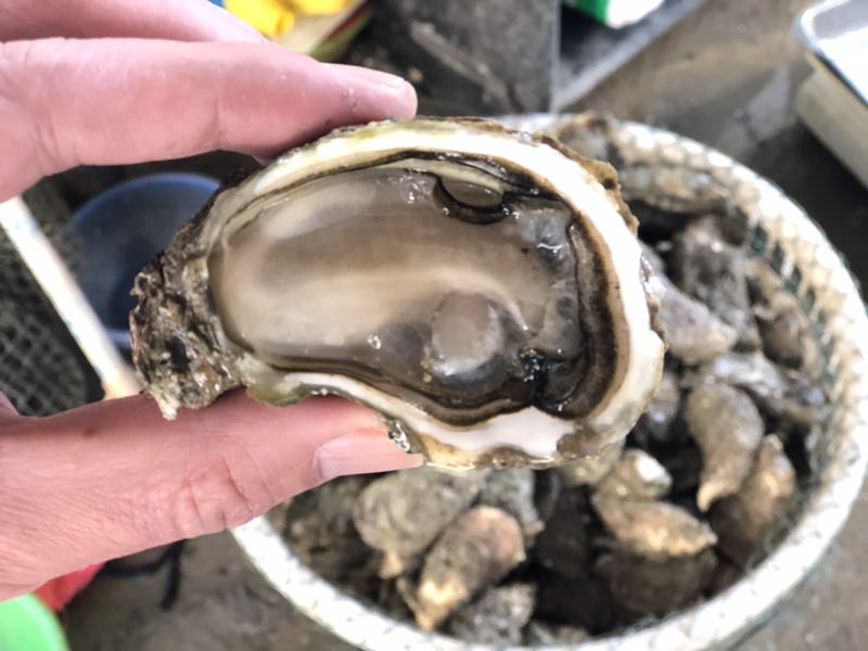 阿部 潮汕特產(chǎn) 饒平?jīng)G洲生蠔 新鮮牡蠣 新鮮肥美 廣東省內(nèi)包郵