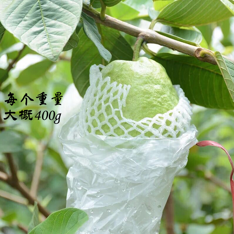 廣東潮汕特產(chǎn)新鮮白心芭樂水果現(xiàn)摘番石榴木仔細(xì)籽水果孕婦食用果