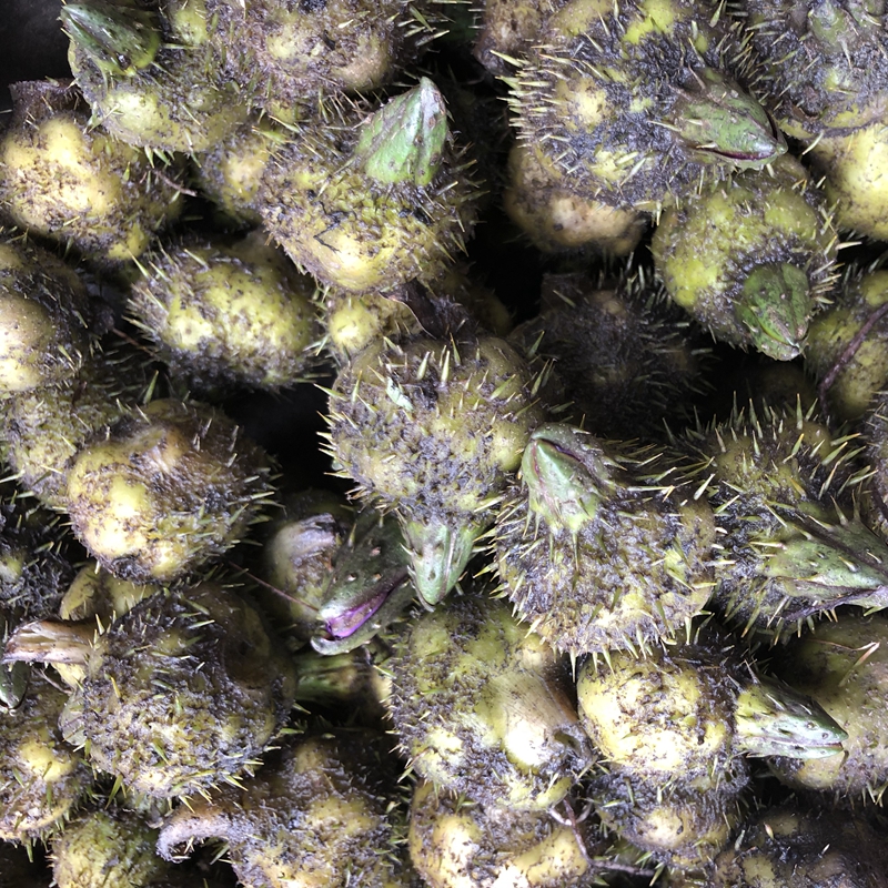 2018潮州東鳳 新鮮農(nóng)家自產(chǎn) 芡實 雞頭米 欠實500g包郵 蘇州南塘