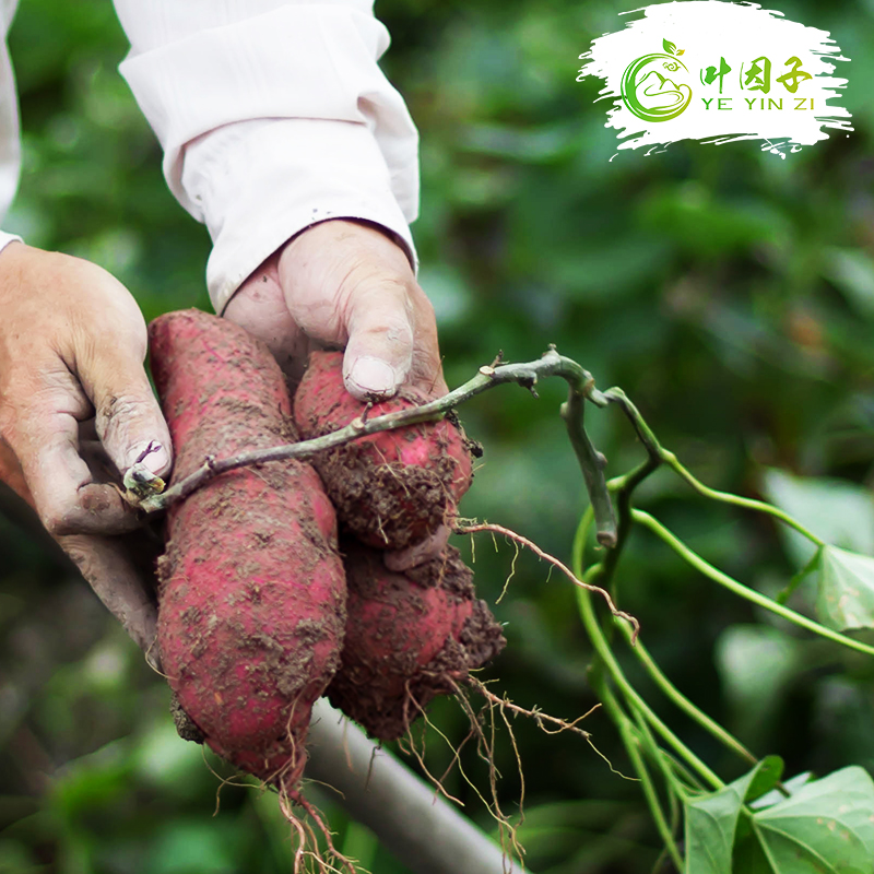 葉因子揭西特產(chǎn)番薯岸洋高山紅薯農(nóng)家新鮮地瓜電視臺采訪10斤廣東