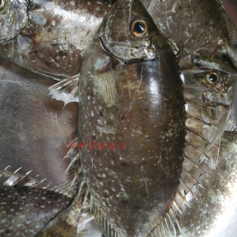野生泥猛魚 潮州娘挨魚籃子魚 臭肚黃斑藍子魚 海鮮 送酸梅500G
