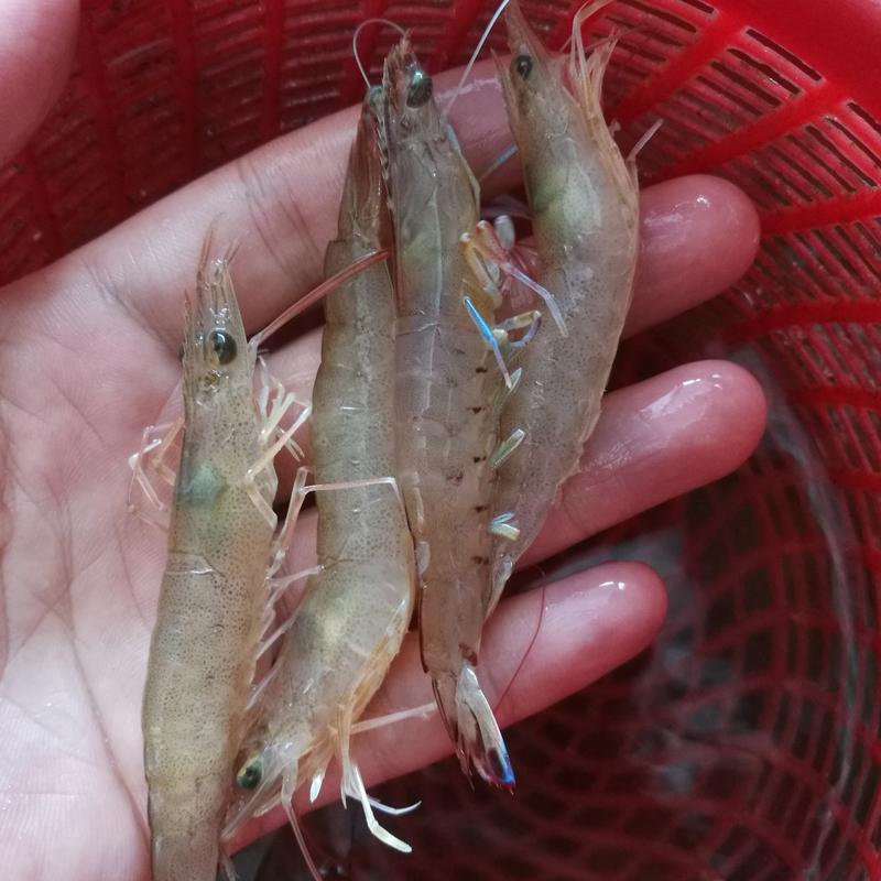 潮汕海捕野生沙蝦 鮮活小海蝦 對蝦斑節(jié)蝦 海鮮水產(chǎn)250g