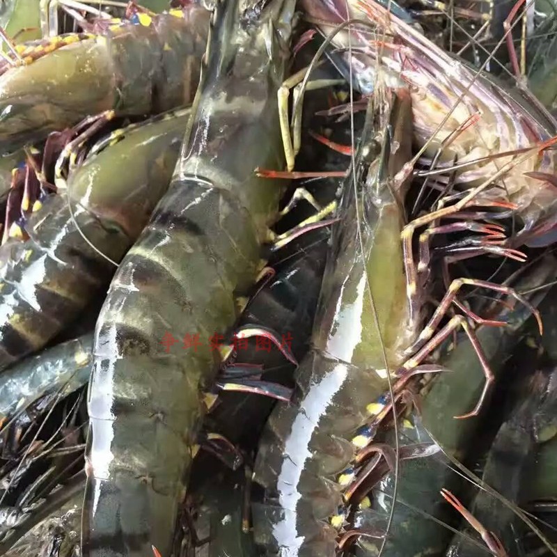 野生黑斑節(jié)蝦 九節(jié)蝦 海捕大蝦鮮蝦 野生黑虎蝦 草蝦有3個規(guī)格