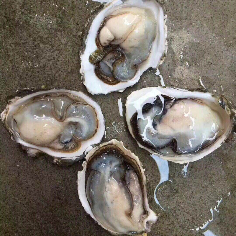 鮮活生蠔帶殼海蠣子 野生新鮮海鮮水產(chǎn)貝類燒烤帶殼牡蠣 1份250克