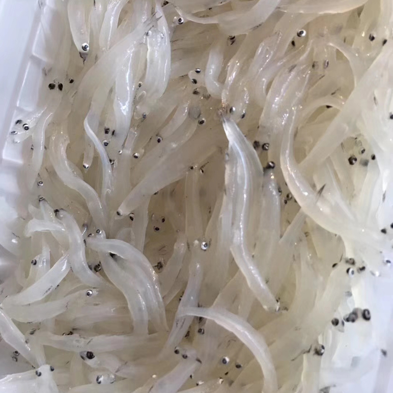 銀魚鮮活鮮凍野生新鮮小銀魚銀魚銀魚活體淡水銀魚冰魚面條魚250g