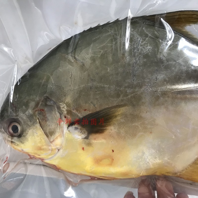 海魚新鮮金鯧魚深海金鯧魚新鮮魚鮮活水產(chǎn)鯧魚500g