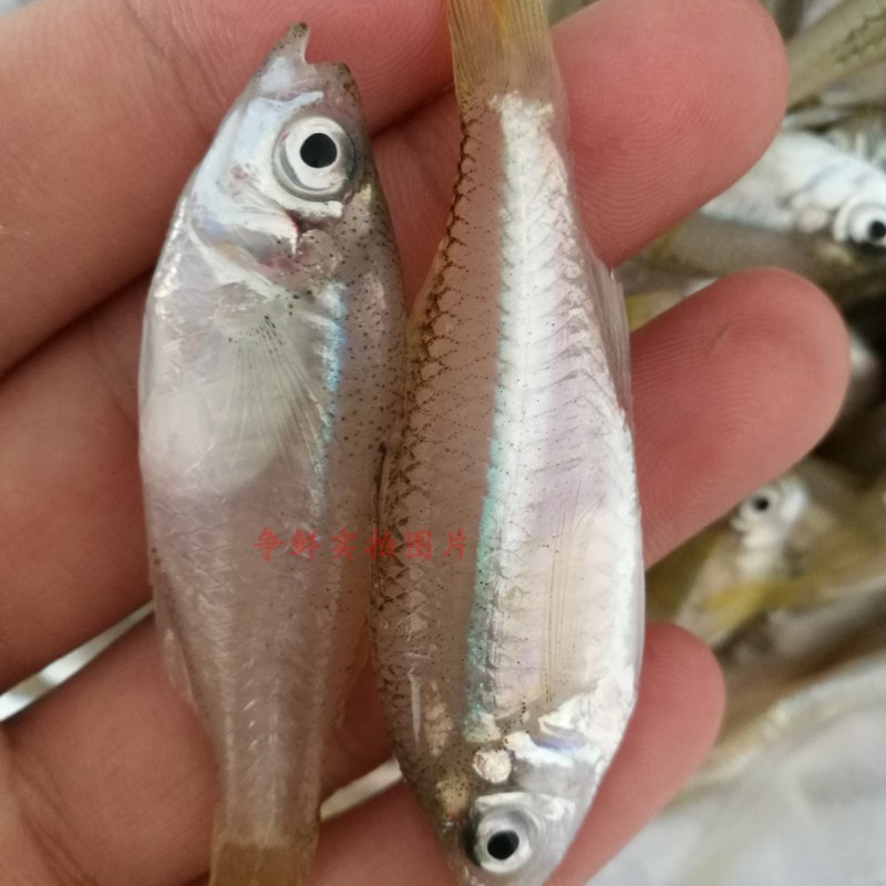 野生新鮮活魷魚筆管魚 潮汕野生小燈管當(dāng)天燈曬活捕墨魚烏賊章魚