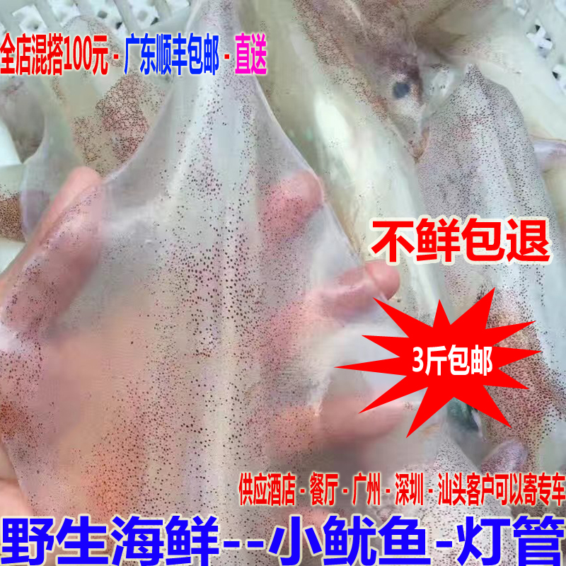 野生新鮮活魷魚筆管魚 潮汕野生中管當(dāng)天活捕發(fā)墨魚烏賊章魚 500g