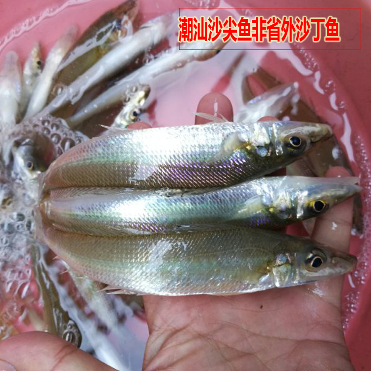 潮汕野生沙尖魚 非外地沙丁魚 野生海魚 可配雜魚煲 送潮汕小芹菜