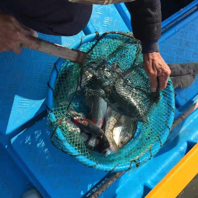野生大海鱸魚海釣七星大鱸魚海魚白鱸魚當(dāng)天釣獲1-7斤 拍前問客服