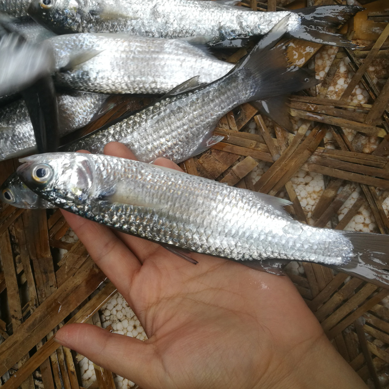 潮汕野生海捕海魚肥美弦魚 烏尖頭 棱梭鯔魚 大肚屎魚 豆仔魚500g