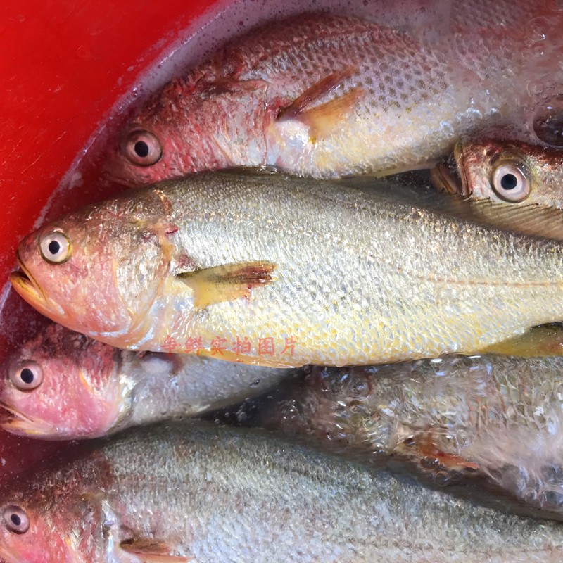 鮮活黃花魚深海魚新鮮海魚 海鮮冷凍大黃魚 黃花魚蒜瓣肉500g