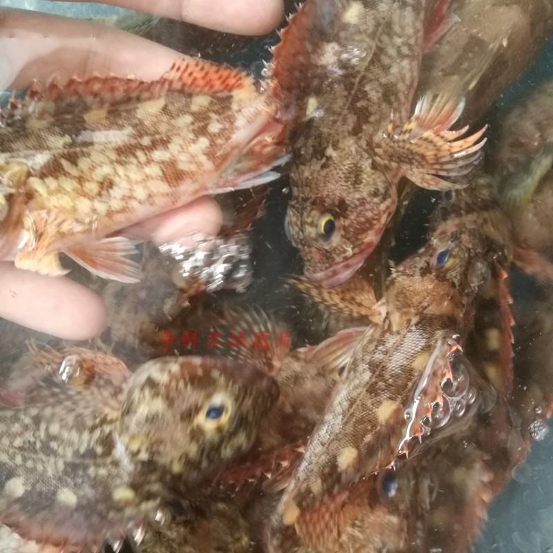 虎頭魚 海捕海鮮野生小石斑魚 狗公魚石翁魚寶寶燉湯輔食 送菜脯