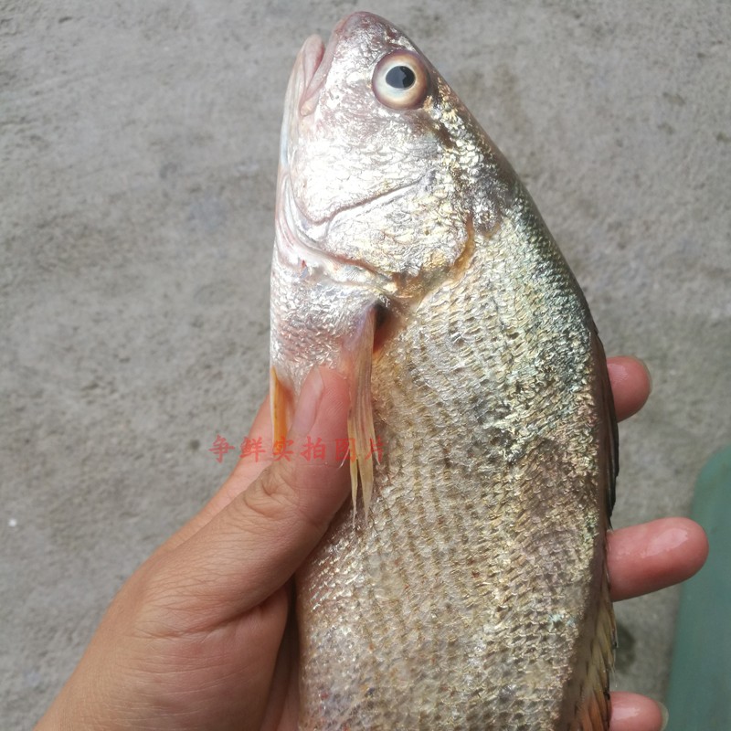 當(dāng)天海釣野生黃姑魚 野生海魚赤實魚 小黃魚鮮活 黃婆雞 6-9兩