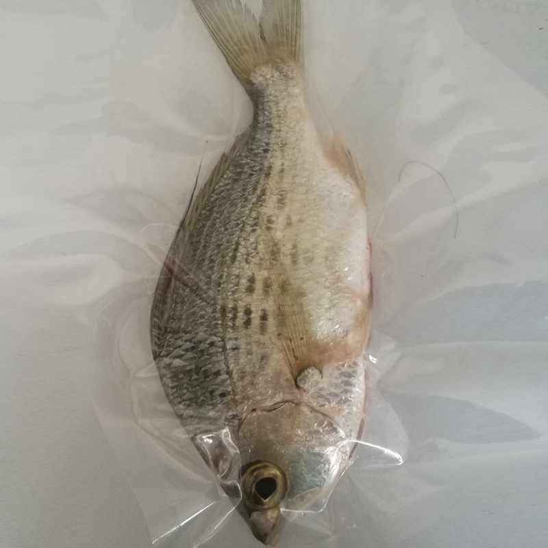 新鮮野生海鮮白翅魚冰鮮雜魚生鮮深海魚孕婦嬰兒營養(yǎng)海魚3斤包郵