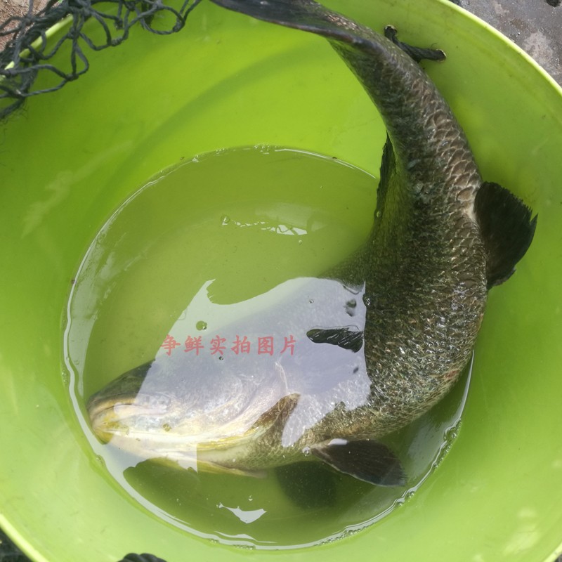 野生海鮮鳘魚新鮮赤嘴鳘 潮汕特產(chǎn)水產(chǎn)干貨海魚500g