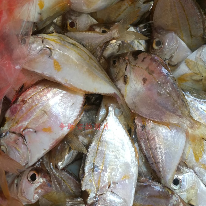潮汕鮮活新鮮冰鮮海雜魚野生生鮮水產(chǎn)海鮮孕婦嬰兒營養(yǎng)海魚 500g