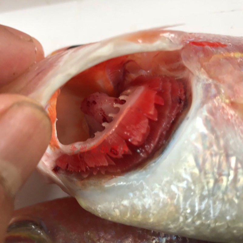 野生海釣紅衫魚500g 野生海魚 紅魚