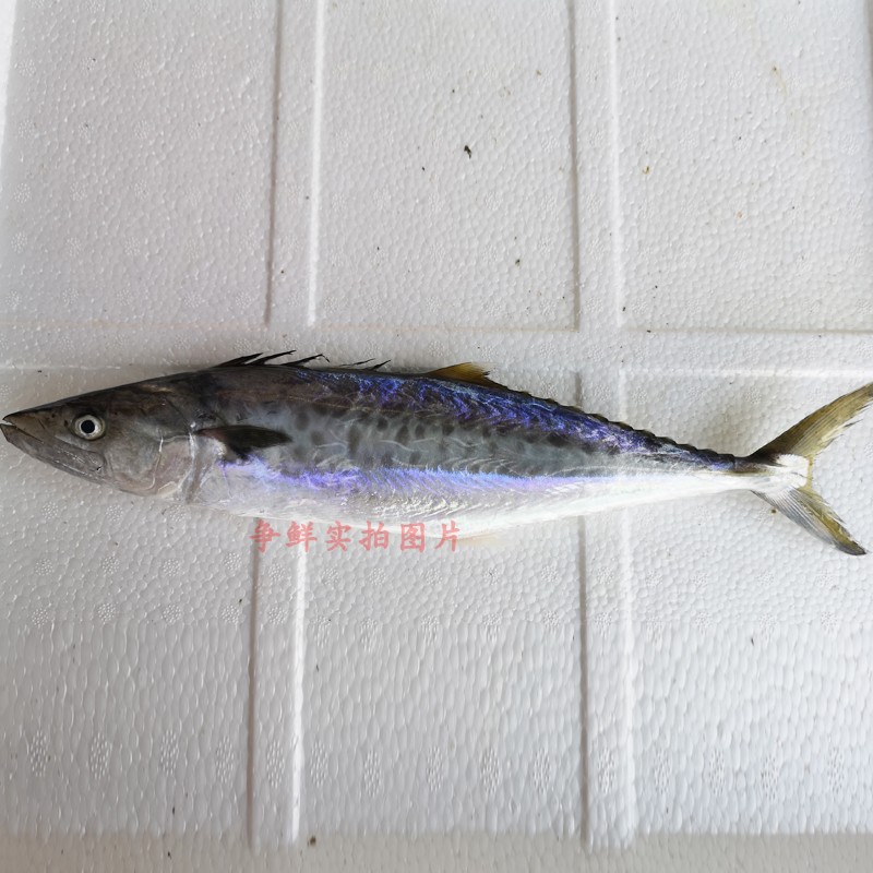 海捕新鮮鮮活馬鮫魚 野生海魚1條5兩到7兩 正白肚馬鮫500g