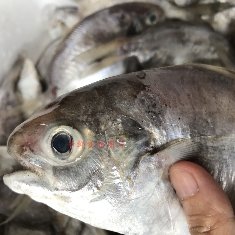 爭鮮海鮮 南美鯧平鯧肉鯧南鯧新鮮野生鯧魚外海鯧魚倉魚昌魚海鮮