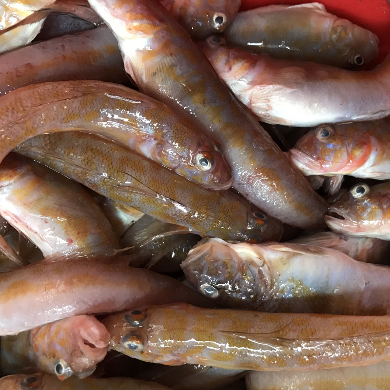 野生海魚，野生跳跳魚 筍殼魚；250g