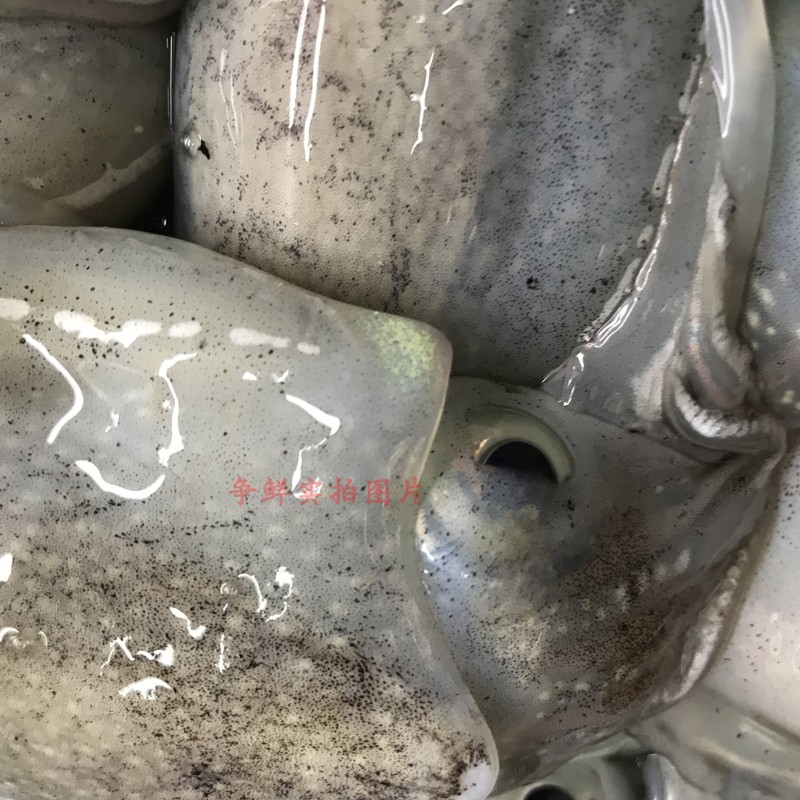 鮮活墨魚水產(chǎn)海鮮小烏賊新鮮小海兔花枝墨斗魚小墨魚仔500g