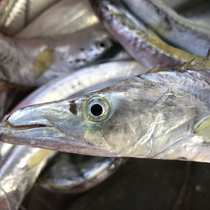 鮮活野生小眼帶魚 海釣黃金帶 清蒸帶魚 新鮮肉嫩刀魚 3到4條一斤