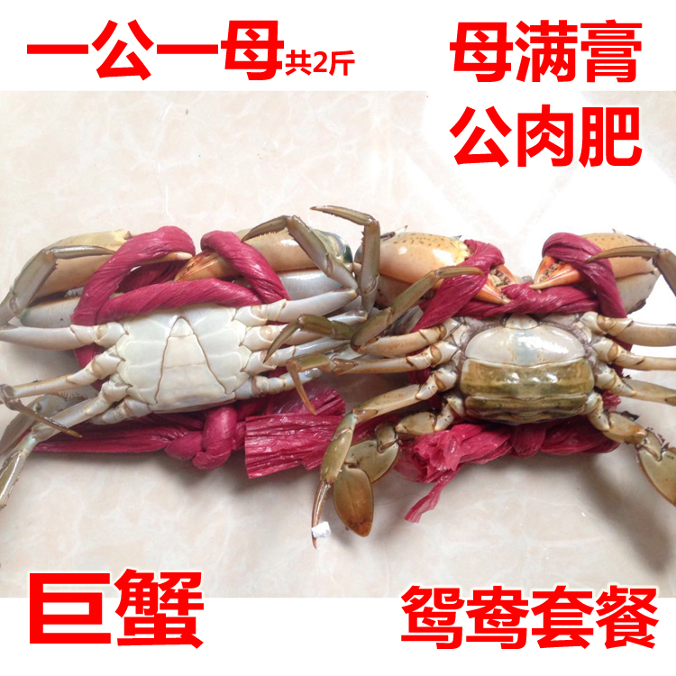 野生青蟹包肥包活 香辣蟹公母蟹配紅鱘紅膏蟹 海蟹一公一母共2斤